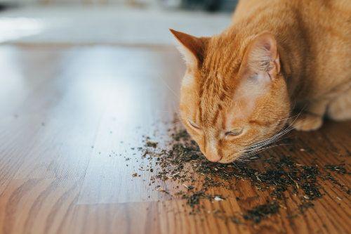 Cara menggunakan Catnip