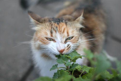 Catnip Kucing