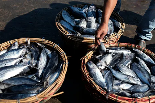 Ikan Tangkapan Nelayan